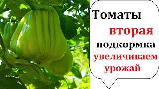 Томаты Вторая важная подкормка после высадки в грунт. Подкормка для улучшения урожая томатов!