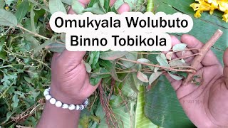 Omukyala Wolubuto Binno Tobikola Nga Oli Lubuto Biwulirize