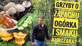 Grzyby o zapachu ogórka i smaku kurczaka