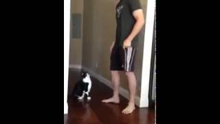 Kitty Asks His Human For A Big Hug!