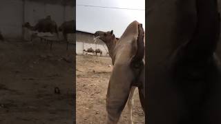 Camels video 🐫 #camel #youtubeshorts #youtube #viralvideo #amazing