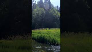 Прогулка на SUP по реке /  SUP ride on the river