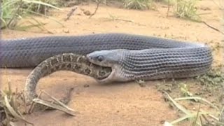 Clelia eats Bothrops