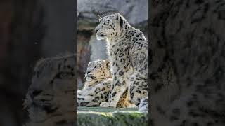 LEOPARDO DA NEVE #curiosidades #animals #shortsyoutube #shortvideo #shortsfeed #fatos #shorts