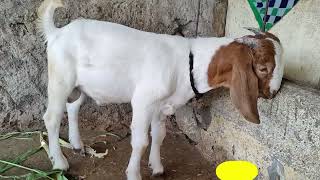 Boer Kids for Sale at Swapntej Goat Farm | स्वप्नतेज गोट फार्म येथे बोअर किड्स विक्रीसाठी उपलब्ध