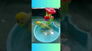 Budgie Bath Time: The Cutest Splash You'll Ever See! #birds #viral #parakeet #parrot #shorts