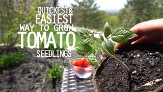 Easy way to GROW Tomatoes! Fast and FREE!