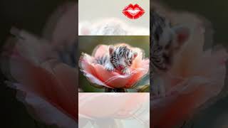 Cute Cub On A Rose Bed Will Melt Your Heart! #shorts #viral