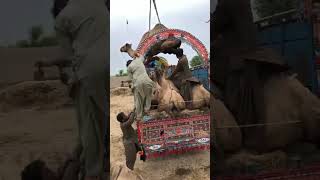 Camels loading#camel #youtubeshorts #peacock #ytshorts #shorts