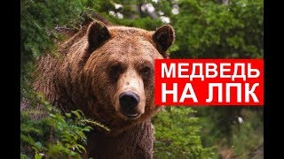 Усть-Илимск. Медведь на территории ЛПК