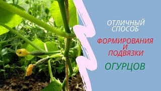 273.Как формировать и подвязывать ОГУРЦЫ в теплицах, на балконе, на подоконнике...удобный способ