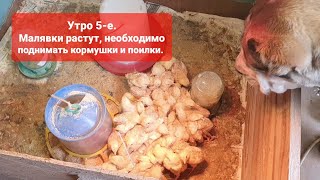 Утро 5-е. Поднимаем кормушки и поилки. Без датчика температуры, как без рук...