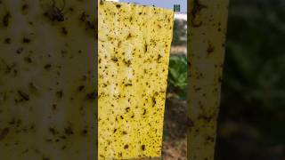 Yellow sticky traps || स्टिकी ट्रैप लगाने के फायदे 🦗🐛... #shorts #insect #farmingtechnology