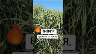 "ЗЕЛЕНА" ЕНЕРГІЯ НА ПОЛЯХ #shorts #energy #agro