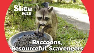 How Do Raccoons Survive in the City?: PART 2 | SLICE WILD