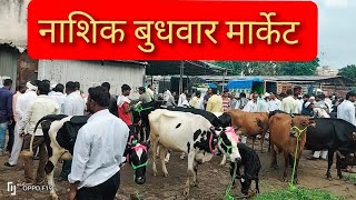 नाशिक मार्केट मधे आज खूप गाई विक्री ला आले #