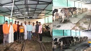 40 हजारात गायी पहा एवढ्या स्वस्त गायी कुठुन घेतल्या | Dairy Farming Maharashtra #hfcowfarm