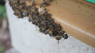 Le meilleur piège frelon au monde saison 2  S3 Rucher sans tente frelon VS Rucher avec tente frelon