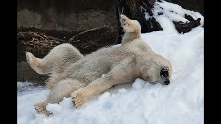 Polar Bear Snow Day!