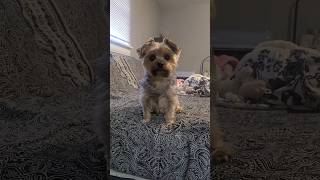 Did You Say SWEET POTATOES?🤣 adorable reaction! #yorkies #viralshort #funnyshorts