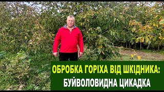 №145 Обробка горіха від шкідника - буйволовидної цикадки