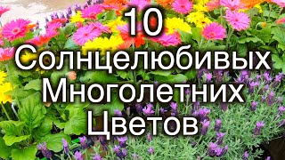 10 Многолетних Цветов Которые Нельзя Сажать В Тени