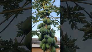 My Papaya Tree