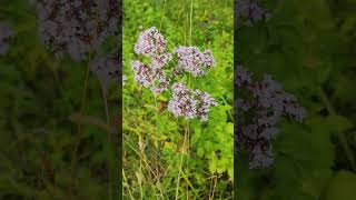 Meadow  - pajiste - wildflowers  - #wildflowers #haymeadow #flowermeadow #florisalbatice #wildlife