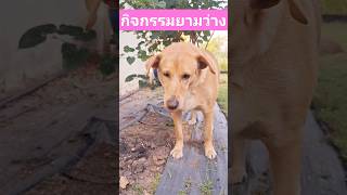 น้องซิงค่ะ #youtubeshorts #music #animals #dog #pets #หมา