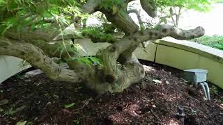 The Importance of "Potting Up" Container Grown Trees