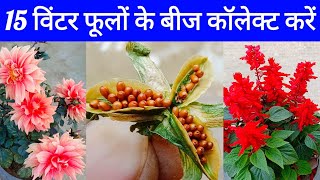 विन्टर पौधों को उखाड़ने से पहले बीज जरूर निकाल लें । Winter Flower Plants Seeds Collecting