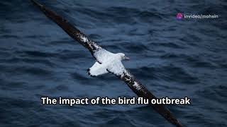 Bird Flu Crisis: Threat to Half of World's Wandering Albatrosses!