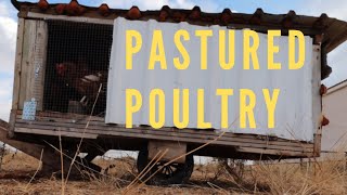 Rotating our pastured poultry, is it worth the hassle?