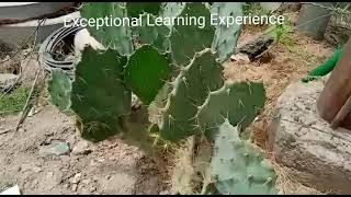 Adaptation in Plants and Leaves/Opuntia/Cactus/Prickly Pear/Prickly Poppy/Satyanashi.