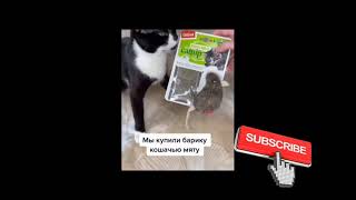 Fanny cats and fanny dogs Compilation videoshorts №1