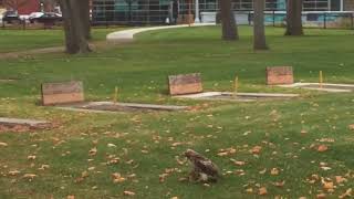 Hawk n the park has A Squirrel