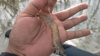 Dijamin killer,,!!! umpan udang hidup mancing di muara