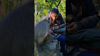 Langur mami khi khi vaali