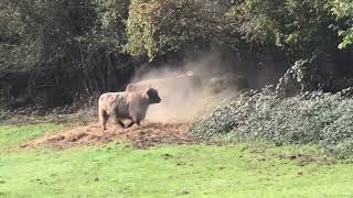 🐃schottische Hochlandrinder…in den Talauen,Waiblingen,geballte Energie🐂🐃🦬