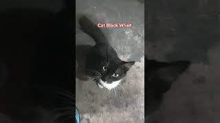 cat black #cat #catlover #kucing #kucinglucu #kucingorensimut #dog #dogs #cats #shorts #hewan