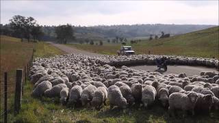 Sheep on the Road