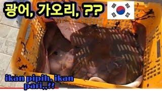 광어 화 가오리 많이 잡다 ❗️❗️🐟(tangkap banyak ikan pipih dan ikan pari )