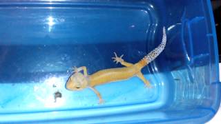 Leopard Gecko: Crypto