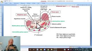 Musculo-skeletal Module I in Arabic 55 (Fascial spaces of the palm ) , by Dr. Wahdan 2022