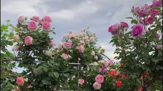 Different kinds of Roses #YouTubeshorts #Short