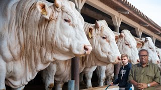 গরু মোটা তাজা করার প্রক্রিয়া / Beef fattening process