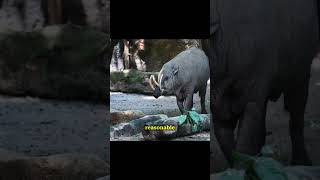 Meet babirusa | a weird pig of Indonesia