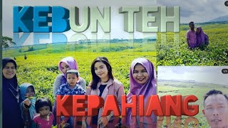 Wisata kebun teh kepahiang