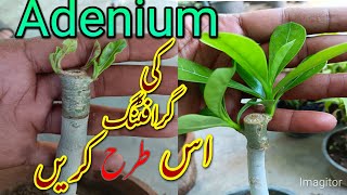 Adenium simple grafting method.How to graft desert rose.Adenium plant grafting.