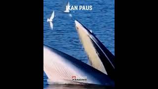 ikan paus || ikan monster laut || cara makan ikan paus#shortviral #videoshorts #shortsvideo